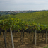 Maiella View Villa - Local vineyards